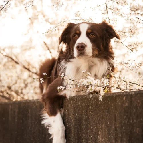Chiara Calow Bild für Leistungspunkt Hundefotografie; Hund hängt seine Pfoten entspannt über einen Stein.