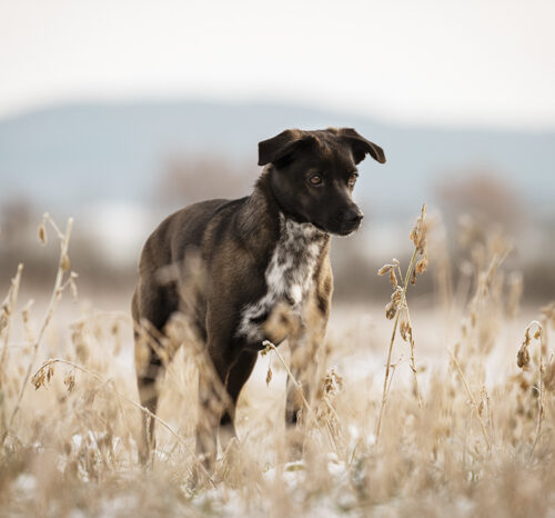 01_21-Pippa_Druck-01